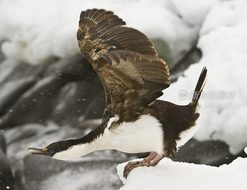 南极鸬鹚(Leucocarbo bransfieldensis)，有时被称为帝王鸬鹚，国王鸬鹚，帝王鸬鹚，蓝眼睛的蓬松毛，南极蓝眼睛蓬松毛或南极鸬鹚。南极半岛的宝莱岛。